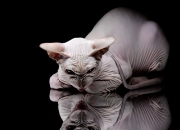 -不相关的共鸣，莱万的爆发与几内亚的加时胜利，足球世界的多元叙事