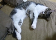 LOL决赛-关键先生的新定义，武切维奇用助攻为掘金打开胜利之门