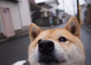 英雄联盟总决赛门票-火箭最后0.7秒，杜兰特冲湖人替补席大喊，快防他底角！