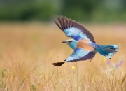 英雄联盟总决赛-从科纳克里到慕尼黑，当非洲雄狮的咆哮与亚洲巨塔的沉默共震