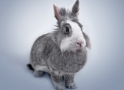 LOL决赛-切开寂静的刀锋，欧文于高压之夜完成自我救赎