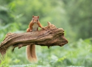 英雄联盟总决赛门票-沉默王牌打破京辽壁垒，贝恩的非典型刺杀如何改写CBA旧秩序