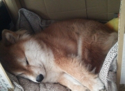 LOL赛事-唯一对决，利物浦迎战冰岛，布雷默纪录之夜