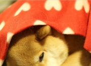 英雄联盟总决赛时间-火焰与冰川，掘金火力全开压制浙江，德罗赞在聚光灯下铸就传奇