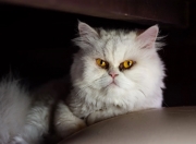 英雄联盟总决赛-擎天白玉柱！杰伦格林化身火云邪神，圣城铁骑踏碎孟菲斯