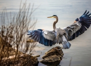英雄联盟总决赛门票-美加墨世界杯之夜，班凯罗独舞，对手陷入无解迷局