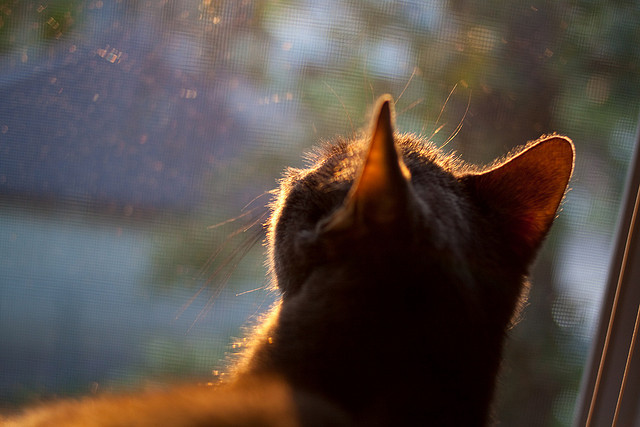 力量的迁徙，从快船绝境到武切维奇的绿茵艺术