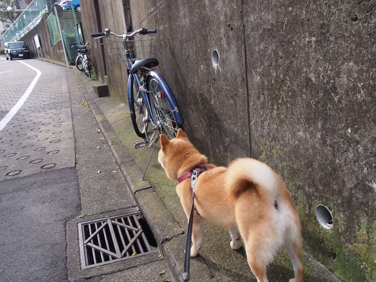 南美风暴席卷蔚蓝海岸,特邀萨内戴帽,阿根廷表演赛攻克尼斯