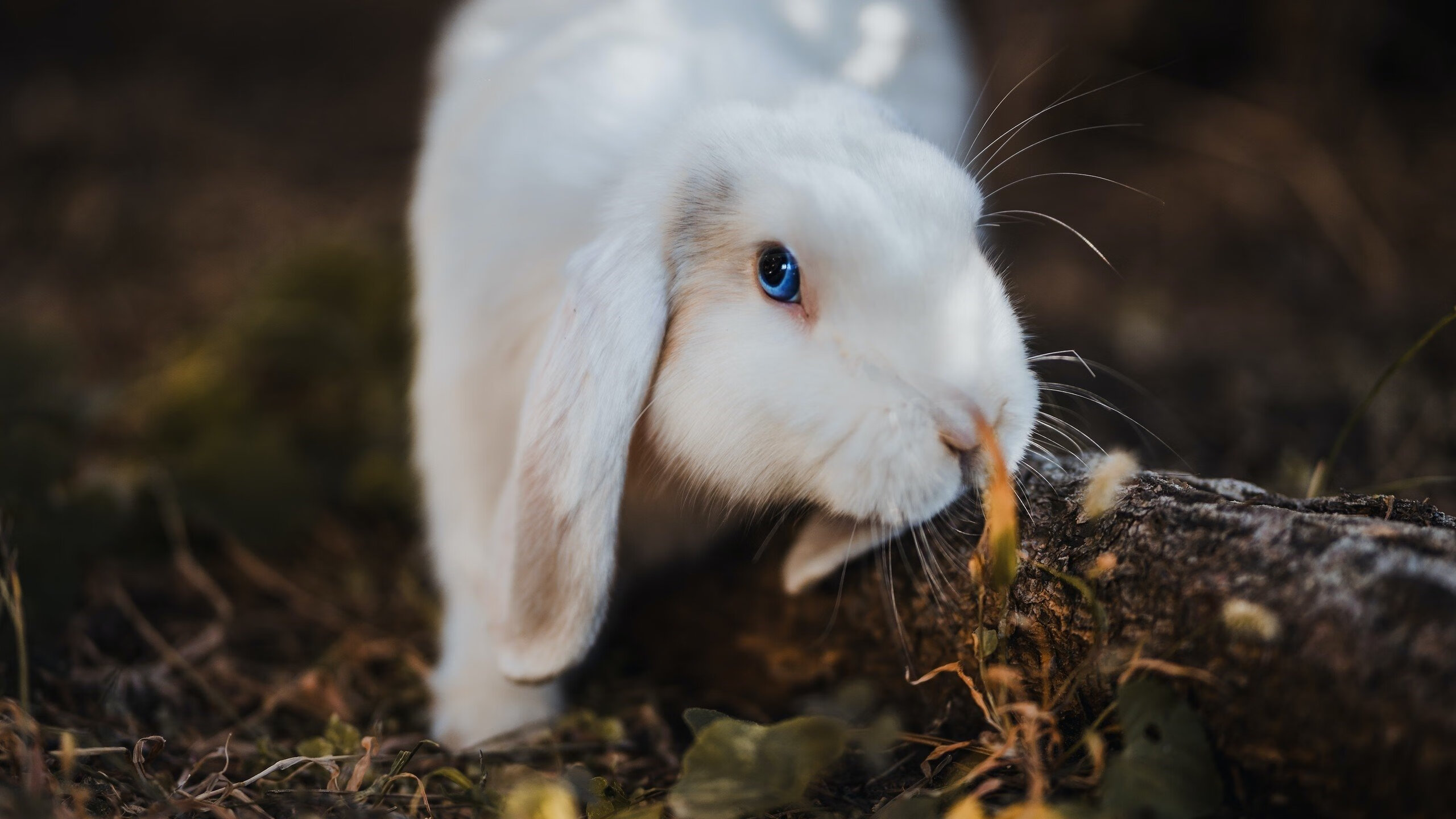 上海队全面开花横扫猛龙,乔治战神模式助队展现实力碾压