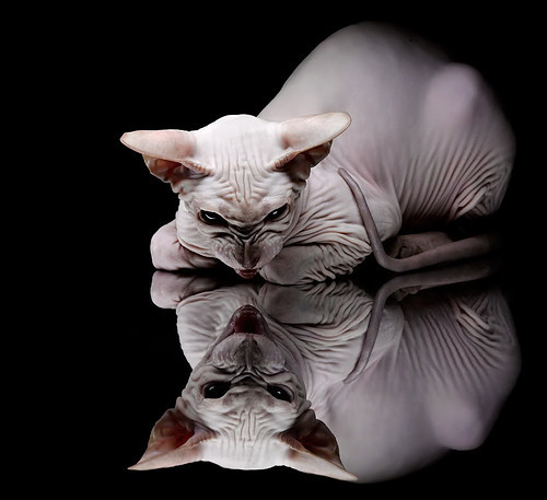 绝境擎天柱！范戴克生死战一夫当关，诠释现代防守艺术