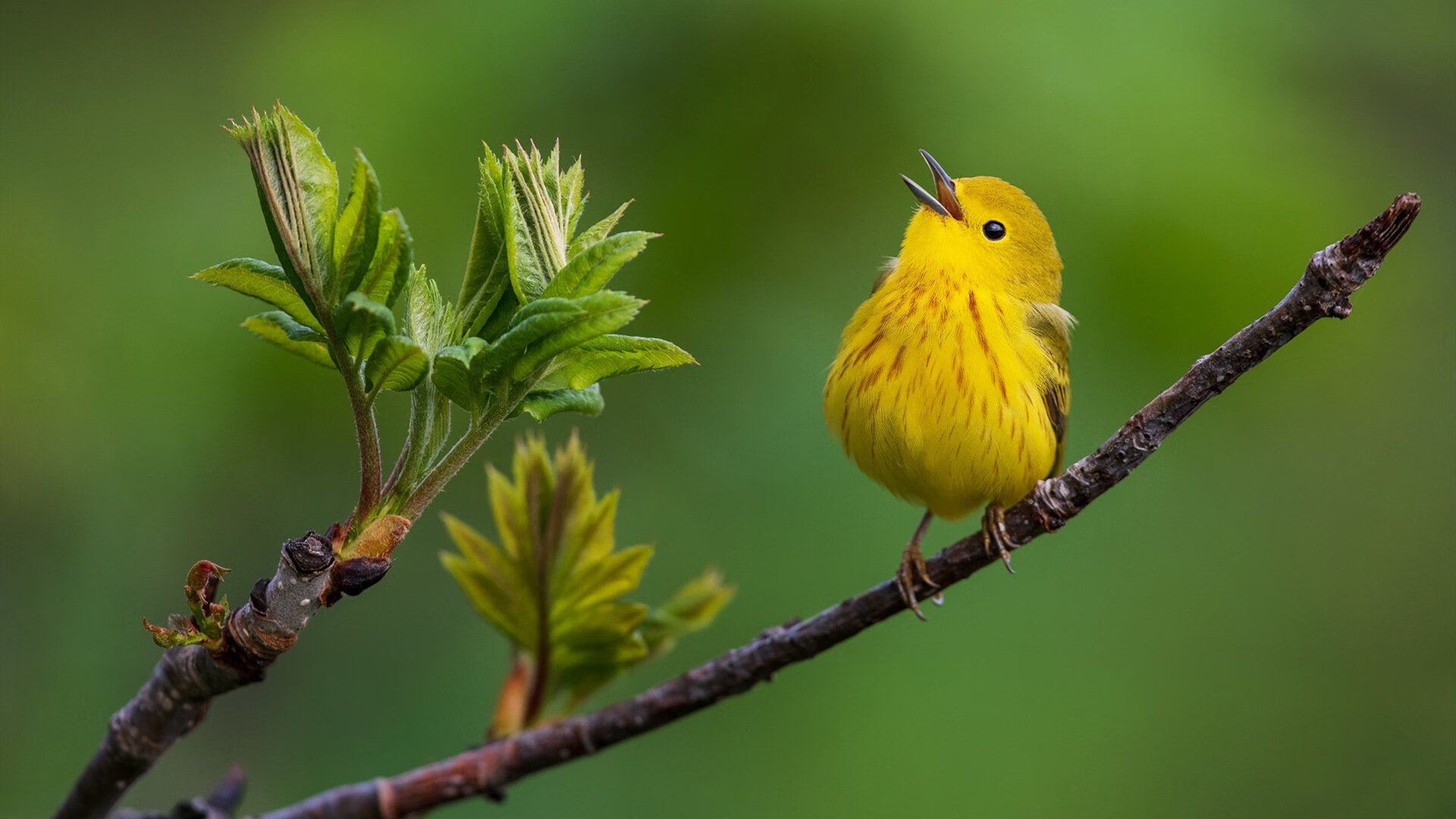 锡安广东雄鹿激战暗物质篮球，当东方智慧撞碎数据铁幕