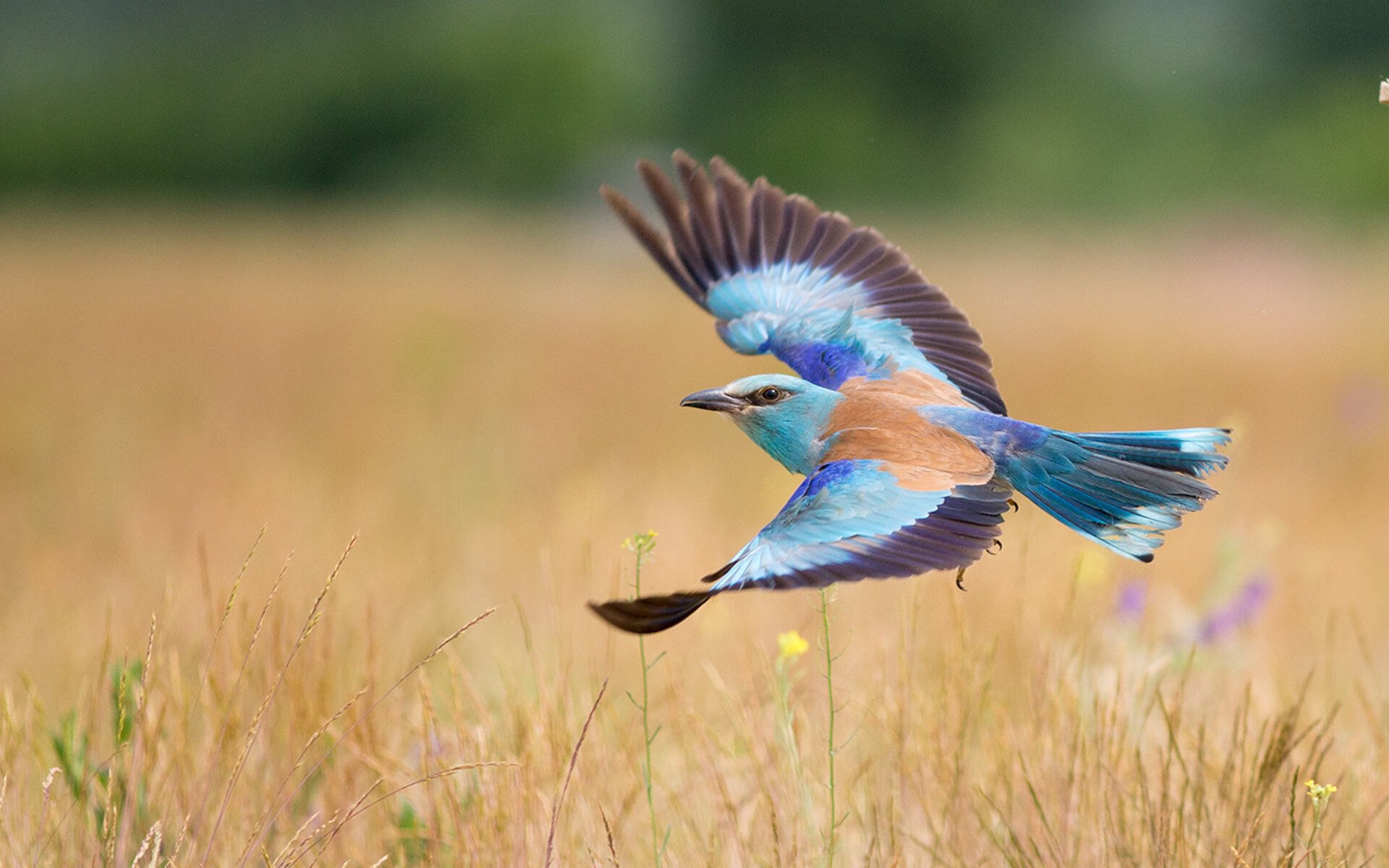 从科纳克里到慕尼黑，当非洲雄狮的咆哮与亚洲巨塔的沉默共震