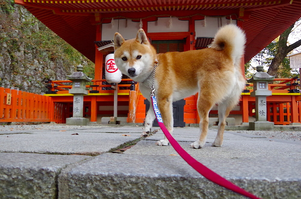 从科纳克里到慕尼黑，当非洲雄狮的咆哮与亚洲巨塔的沉默共震