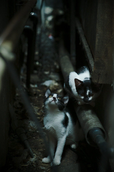 撕裂星光，新鹰王杰伦·格林如何让湖人的巨星群黯然失色