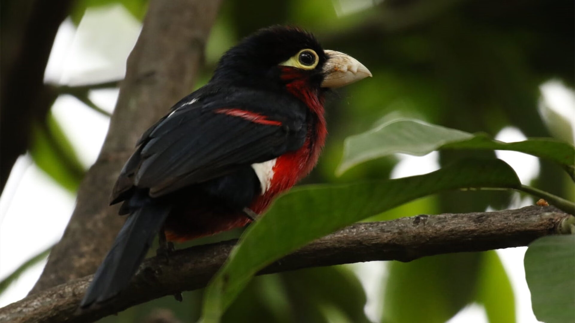 当阿森纳的月光，照在德甲争冠的草坪上