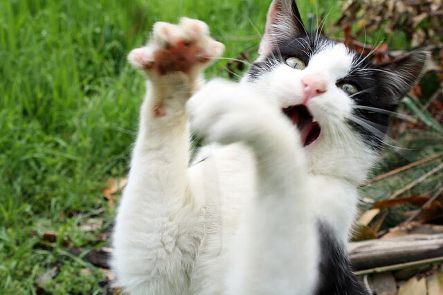 魔法失效之夜，东契奇用巫术级演出让爵士轻取魔术