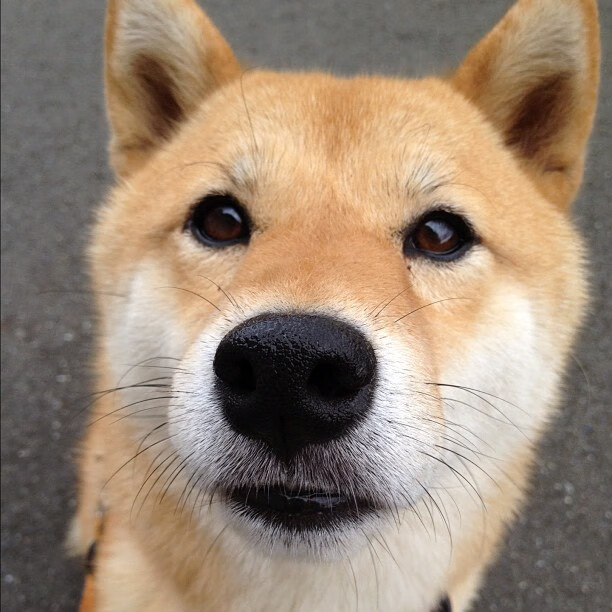 北岸花园的无声誓言，当西亚卡姆的指尖划破雷霆的夜空