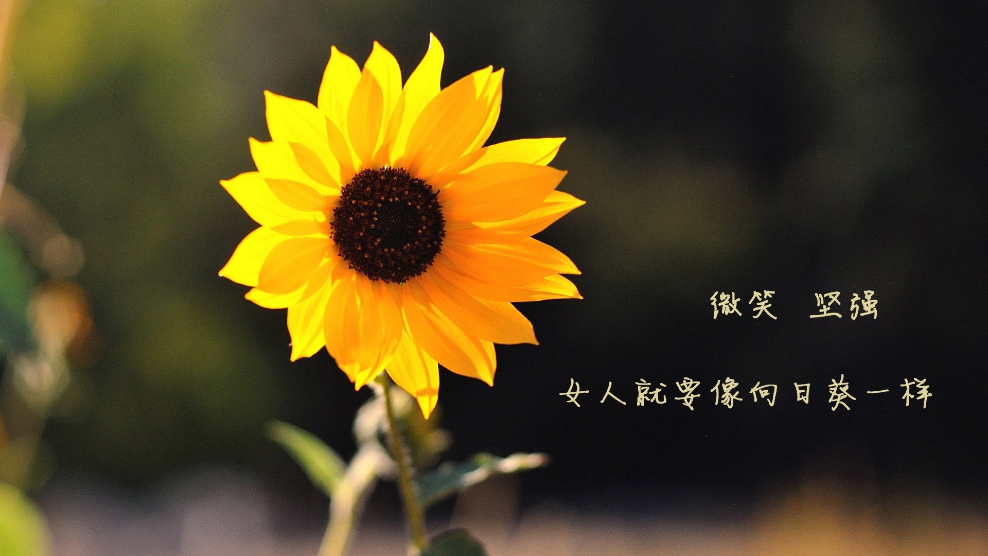 马刺冻结北境之鹰，詹皇阴影笼罩全场