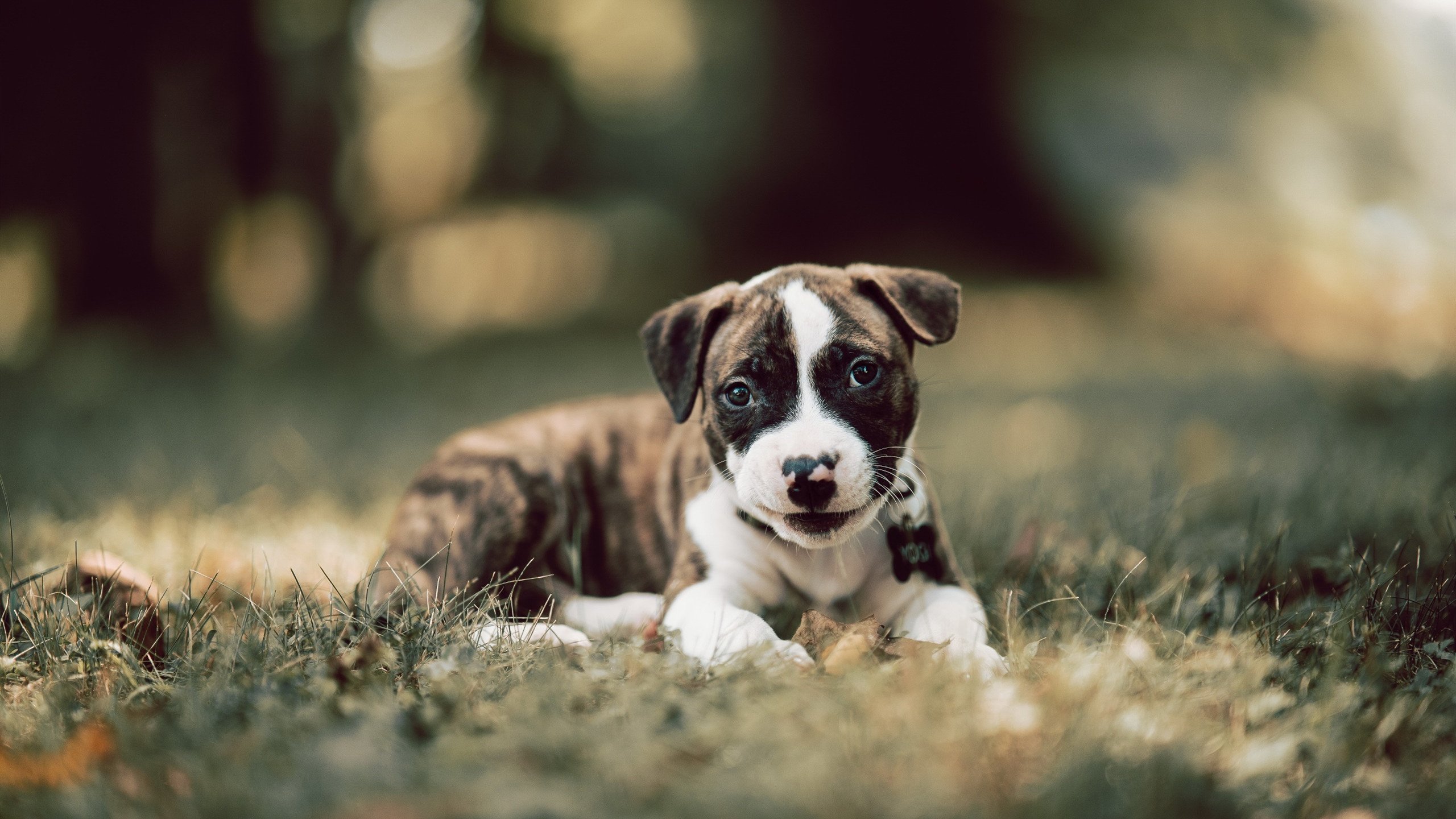 从巨星到领袖，篮网湖人之夜，米切尔交出唯一的冠军级答卷